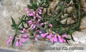 Attēlu rezultāti vaicājumam “Diderma montanum var. album stalked”