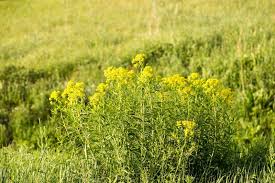 Attēlu rezultāti vaicājumam “Euphorbia virgata leaf”