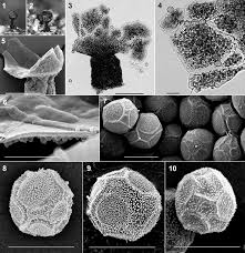 Attēlu rezultāti vaicājumam “Licea pusilla sessile”