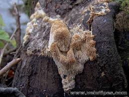 Attēlu rezultāti vaicājumam “Antrodia mellita”