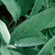 Attēlu rezultāti vaicājumam “Salvia officinalis leaf”