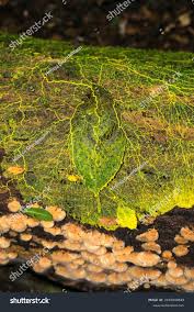 Attēlu rezultāti vaicājumam “Fuligo leviderma plasmodium”