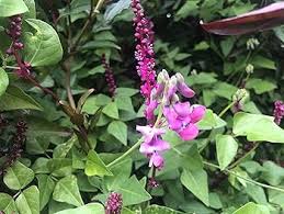 Attēlu rezultāti vaicājumam “Dipogon sp.”