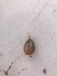 Attēlu rezultāti vaicājumam “Araneus diadematus eggs”