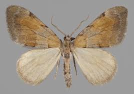 Attēlu rezultāti vaicājumam “Pennithera firmata”