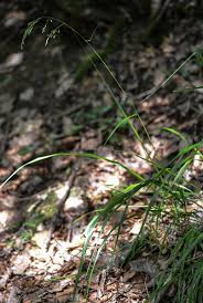 Attēlu rezultāti vaicājumam “Festuca altissima”