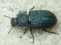 Attēlu rezultāti vaicājumam “Glischrochilus grandis”