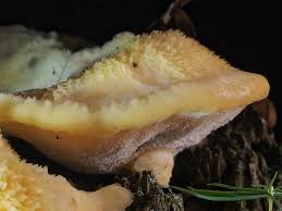 Attēlu rezultāti vaicājumam “Climacocystis borealis”