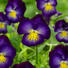 Attēlu rezultāti vaicājumam “Viola epipsila flower”