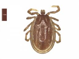 Attēlu rezultāti vaicājumam “Ixodes male”