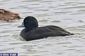Attēlu rezultāti vaicājumam “Melanitta nigra male”