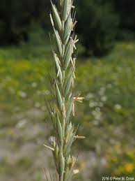 Attēlu rezultāti vaicājumam “Elytrigia repens flower”