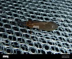 Attēlu rezultāti vaicājumam “Potamophylax”