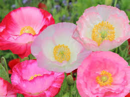 Image result for Papaver rhoeas 'Shirley'