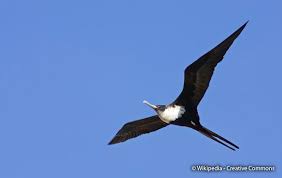 Image result for Fregata aquila