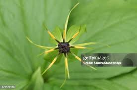 Attēlu rezultāti vaicājumam “Paris quadrifolia fruit”