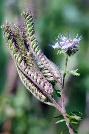 Attēlu rezultāti vaicājumam “Phacelia tanacetifolia flower”