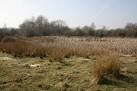 Pingo, Thompson Common - via Daymix