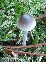 Attēlu rezultāti vaicājumam “Mycena amicta”