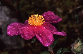 Attēlu rezultāti vaicājumam “Cistaceae”