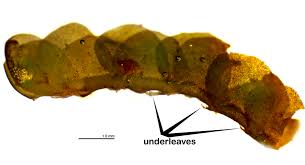 Attēlu rezultāti vaicājumam “Chiloscyphus pallescens”