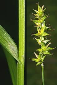 Attēlu rezultāti vaicājumam “Carex spicata”