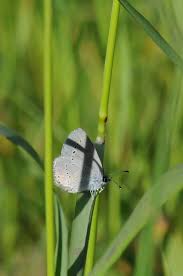 Attēlu rezultāti vaicājumam “Cupido minimus”