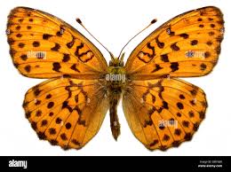 Attēlu rezultāti vaicājumam “Brenthis daphne”