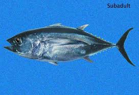 Image result for Thunnus obesus