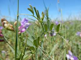Attēlu rezultāti vaicājumam “Vicia angustifolia flower”