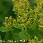 Attēlu rezultāti vaicājumam “Euphorbia palustris fruit”