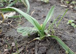 Attēlu rezultāti vaicājumam “Allium scorodoprasum fruit”