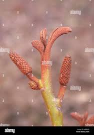 Attēlu rezultāti vaicājumam “Pterocarya fraxinifolia male flower”