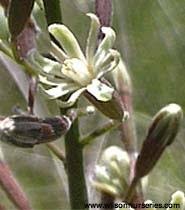 Attēlu rezultāti vaicājumam “Gymnocladus dioicus flower”