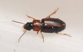 Attēlu rezultāti vaicājumam “Acupalpus flavicollis”