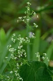 Attēlu rezultāti vaicājumam “Galium elongatum flower”