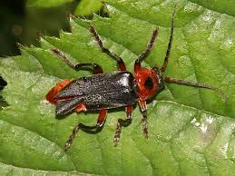 Attēlu rezultāti vaicājumam “Cantharis rustica imago”