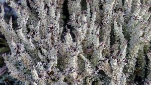 Attēlu rezultāti vaicājumam “Cladonia squamosa”