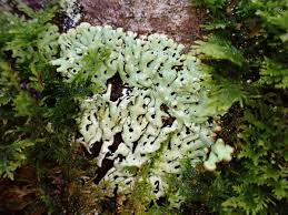 Attēlu rezultāti vaicājumam “Menegazzia terebrata”