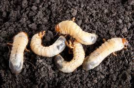 Attēlu rezultāti vaicājumam “Meloe sp. larva”