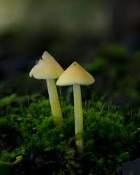 Attēlu rezultāti vaicājumam “Hygrocybe acutoconica”