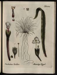 Attēlu rezultāti vaicājumam “Stratiotes aloides”