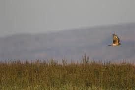 Attēlu rezultāti vaicājumam “Circus pygargus”