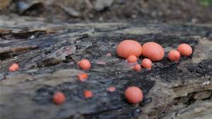 Attēlu rezultāti vaicājumam “Lycogala epidendrum aggr. plasmodium”