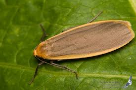 Attēlu rezultāti vaicājumam “Eilema depressa”