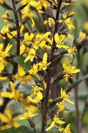 Attēlu rezultāti vaicājumam “Lycogala leopardinum sessile”