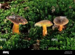 Attēlu rezultāti vaicājumam “Xerocomus chrysenteron”