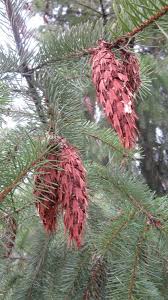 Attēlu rezultāti vaicājumam “Pseudotsuga menziesii fruit”