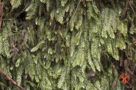 Attēlu rezultāti vaicājumam “Pseudotaxiphyllum elegans”