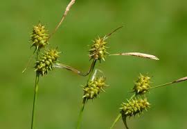 Attēlu rezultāti vaicājumam “Carex lepidocarpa”